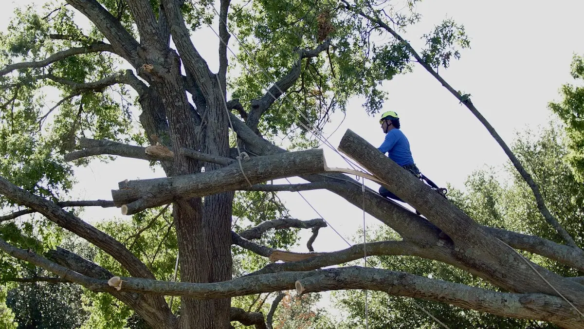 Professional Hazardous Tree Removal performed by certified arborists in Enterprise